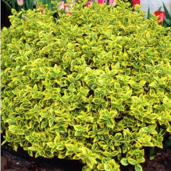 Euonymus for. 'Emerald Gold' - P15 - 20/40 cm