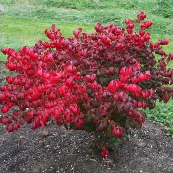 Euonymus alatus 'Compactus' - C4 L - 40/60 cm