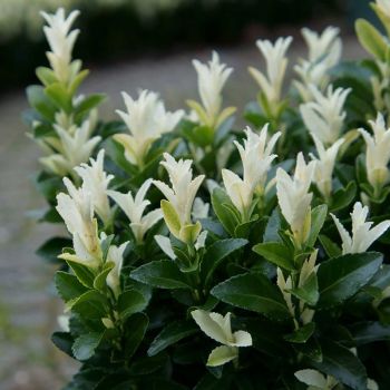 Euonymus jap. 'Paloma Blanca' - P15 - 20/40 cm