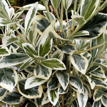 Euonymus jap. 'Bravo' - C5 L - Kalem 40 cm
