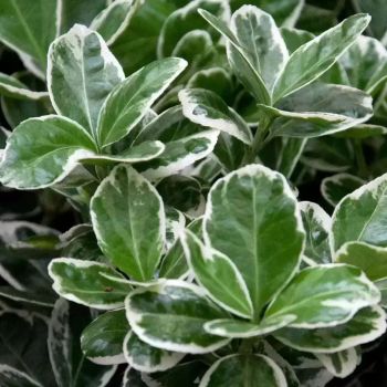 Euonymus jap. 'Kathy' - P15 - 20/30 cm