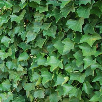 Hedera helix 'Hibernica' - C5 L - 175/200 cm