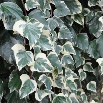 Hedera algeriensis 'Gloire de Marengo' - C3 L - 100/125 cm