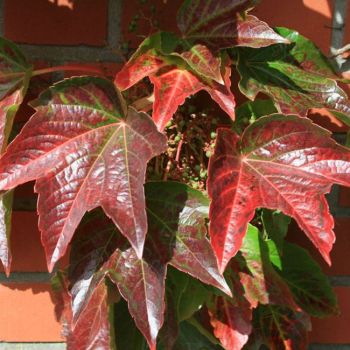 Parthenocissus tric. 'Veitchii' - C3 L - 100/125 cm