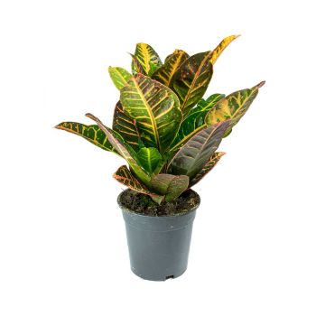 Codiaeum variegatum 'Petra' - saksija 13 cm / visina 50 cm