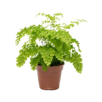 Adiantum - saksija 12 cm / visina 35 cm