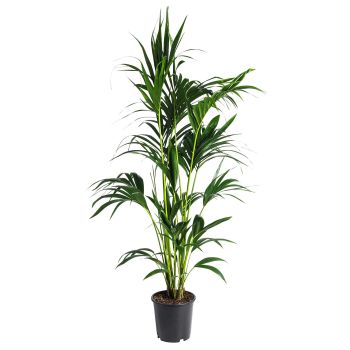 Howea forsteriana - saksija 17 cm / visina 80 cm