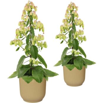 Kalanchoe 'Magic bells' - saksija 14 cm / visina 65 cm