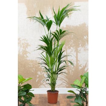 Howea forsteriana - saksija 21 cm / visina 150 cm
