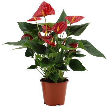 Anthurium mix - saksija 12 cm / visina 45 cm