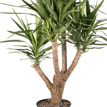 Yucca elephantipes vertakt - saksija 27 cm / visina 130 cm
