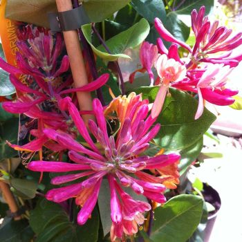 Lonicera japonica 'Red World' - C2.5 L - 70+ cm