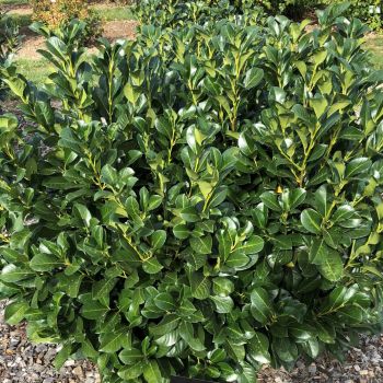 Prunus laurocerasus 'Etna' - C25 L - 40/60 cm