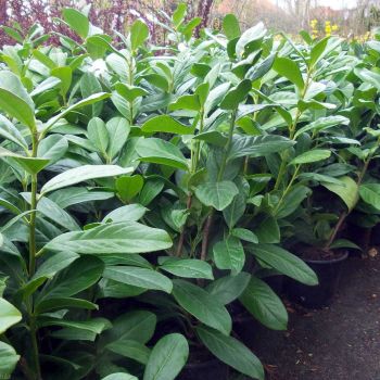Prunus laurocerasus 'Novita' - C10 L - 100/125 cm