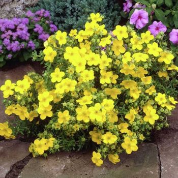Potentilla fruticosa 'Goldfinger' - C3 L - 40/60 cm