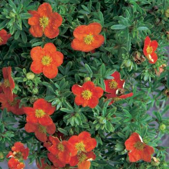 Potentilla fruticosa 'Red Ace' - P15 - 10/20 cm