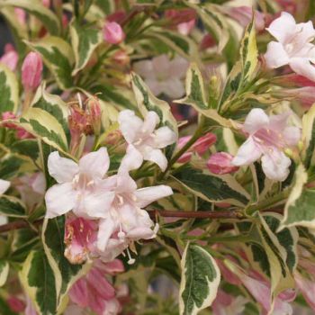 Weigela florida 'Nana Variegata' - P15 - 30/40 cm