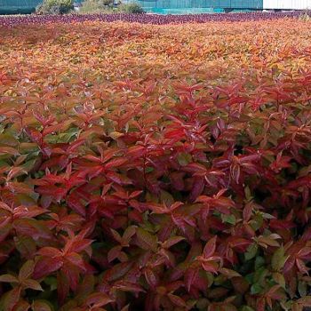 Weigela florida 'Wings of Fire' - C5 L - 40/60 cm