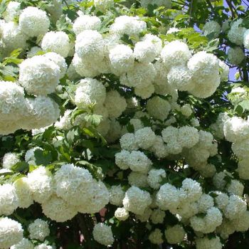Viburnum opulus 'Roseum' - C3 L - 20/40 cm