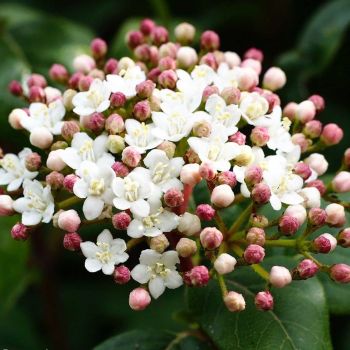 Viburnum tinus - C50 L - Lopta 80/100 cm
