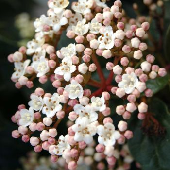 Viburnum tinus 'Eve Price' - C18 L - Špalir 85x55 cm