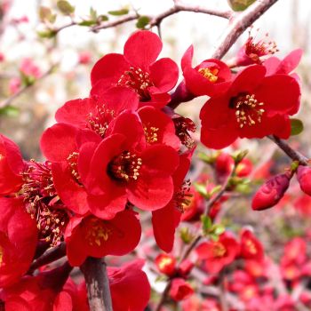 Chaenomeles x superba 'Fire Dance'