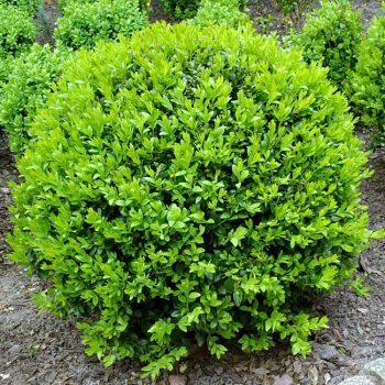 Buxus microphylla 'Faulkner' - C20 L - Lopta 40/45 cm