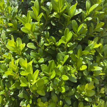 Buxus microphylla 'Faulkner' - C70 L - Kupa