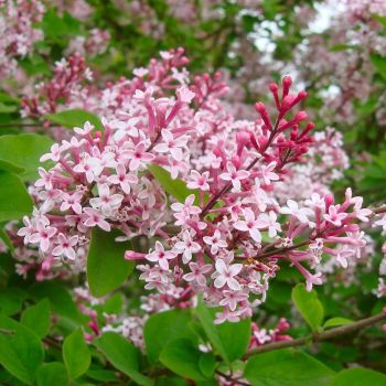 Syringa 'Superba' - C5 L - Kalem 50 cm