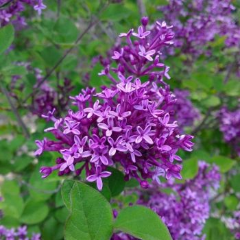 Syringa Bloomerang 'Dark Purple' - C5 L - Kalem 50 cm