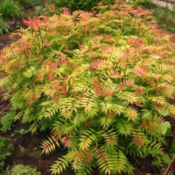 Sorbaria sorbifolia 'Sem' - C3 L - 60/80 cm