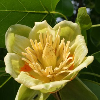 Liriodendron - C2 L - 60/100 cm