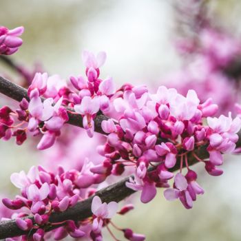 Cercis 'Little Woody' - C4 L - 30 /40 cm