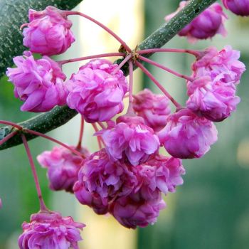 Cercis 'Pink Pom Pon' - C4 L - 30 /40 cm