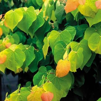 Cercis 'Rising Sun' - C4 L - 30 /40 cm