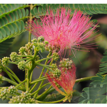 Albizia julibrissin - C5 L - 60/80 cm
