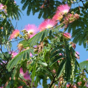 Albizia julibrissin 'Ombrella' - C3 L - 80/100 cm