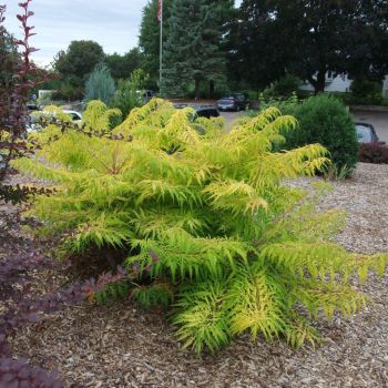 Rhus typhina 'Bailtiger' - C5 L - 60 cm