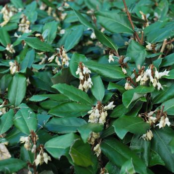 Elaeagnus × ebbingei - C 18 L - Špalir 85x55 cm