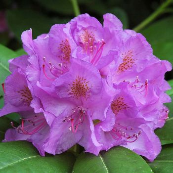 Rhododendron 'Catawb. Grandiflorum' - C4 L - 30/40 cm