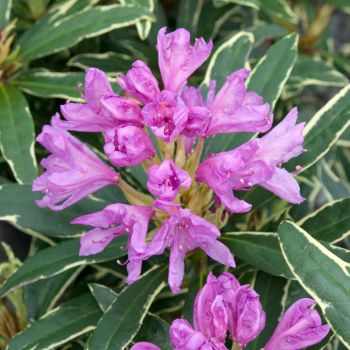 Rhododendron ponticum 'Variegatum' - C5 L - 30/40 cm