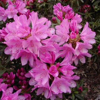 Rhododendron 'Graziella' - C5 L - 30/40 cm