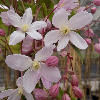 Clematis arm. 'Apple Blossom' - C1.5 L - 50/60 cm