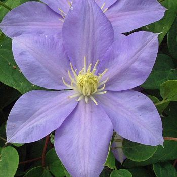 Clematis 'Blue Angel' - C2 L - 70 cm