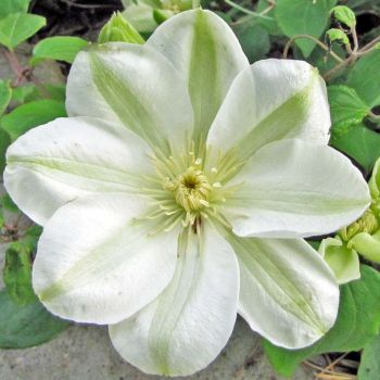 Clematis 'Guernsey Cream' - C2 L - 70 cm