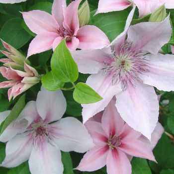 Clematis 'John Paul II' - C2 L - 70 cm