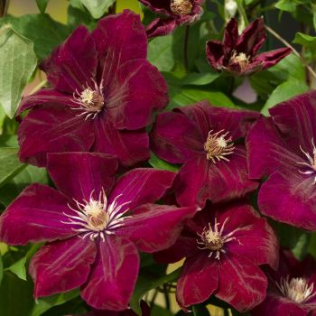 Clematis 'Rouge Cardinal' - C2 L - 70 cm