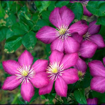 Clematis 'Ville de Lyon' - C2 L - 70 cm