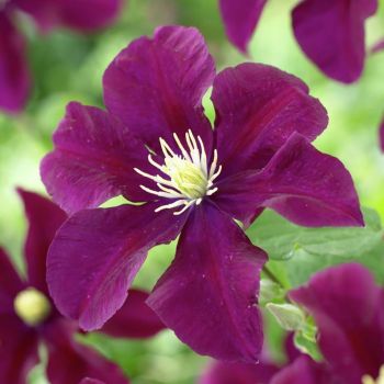 Clematis 'Warszawska Nike' - C2 L - 40/60 cm
