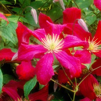 Clematis 'Madame Julia Correvon' - C2 L - 70 cm
